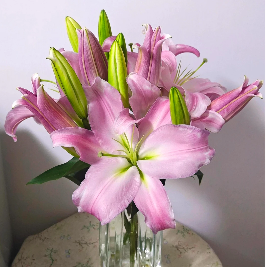 【5度以下必拍保温棉】星光香水优选生活水养鲜花 云南基地直发包邮