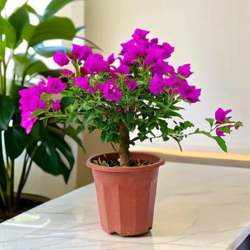 开花老桩带花苞水养爬藤花卉绿植云南紫中国红四季盆栽开花活
