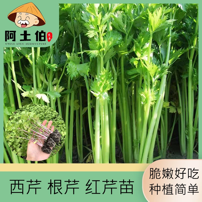 【阿土伯】四季芹菜种子苗小西芹根芹苗 高品质农家食用蔬菜秧苗