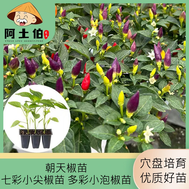 【阿土伯】七彩小尖椒秧苗观赏多彩小泡椒盆栽朝天椒 红泡椒