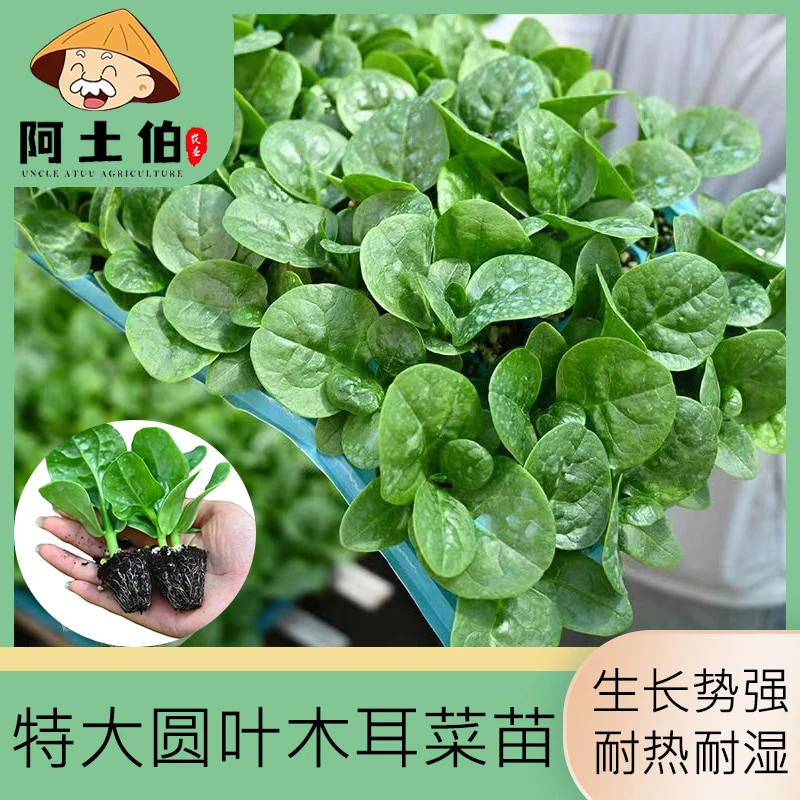 【阿土伯】大叶木耳菜种苗 爬藤蔬菜种苗 高产种植四季阳台盆栽