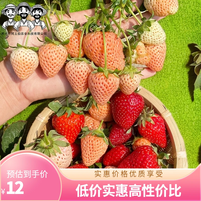 脱毒三代穴盘草莓苗 四季阳台庭院种植 原土发货