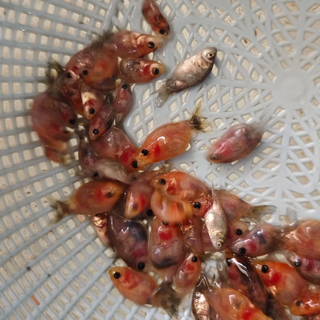 直播间按着挑  准四选 3~4cm大体兰寿鱼苗商品苗 种鱼后代