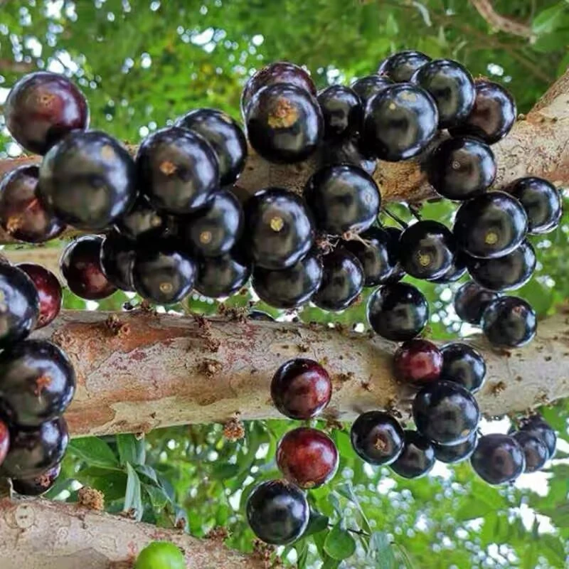 唯源众嘉宝果各种盆栽地栽阳台种植果树果苗水果（一物一拍）