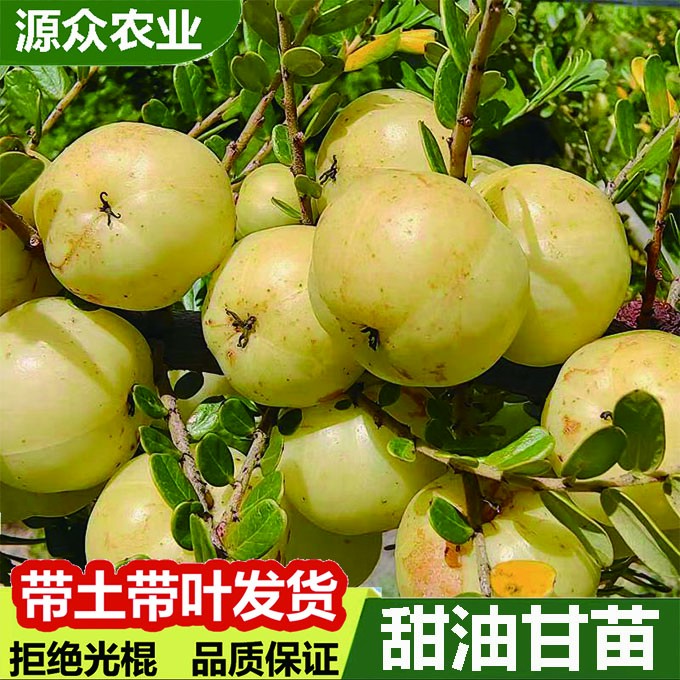 唯源众甜油甘果树苗嫁接高产矮化耐寒南北方盆地栽种植桃子果树苗