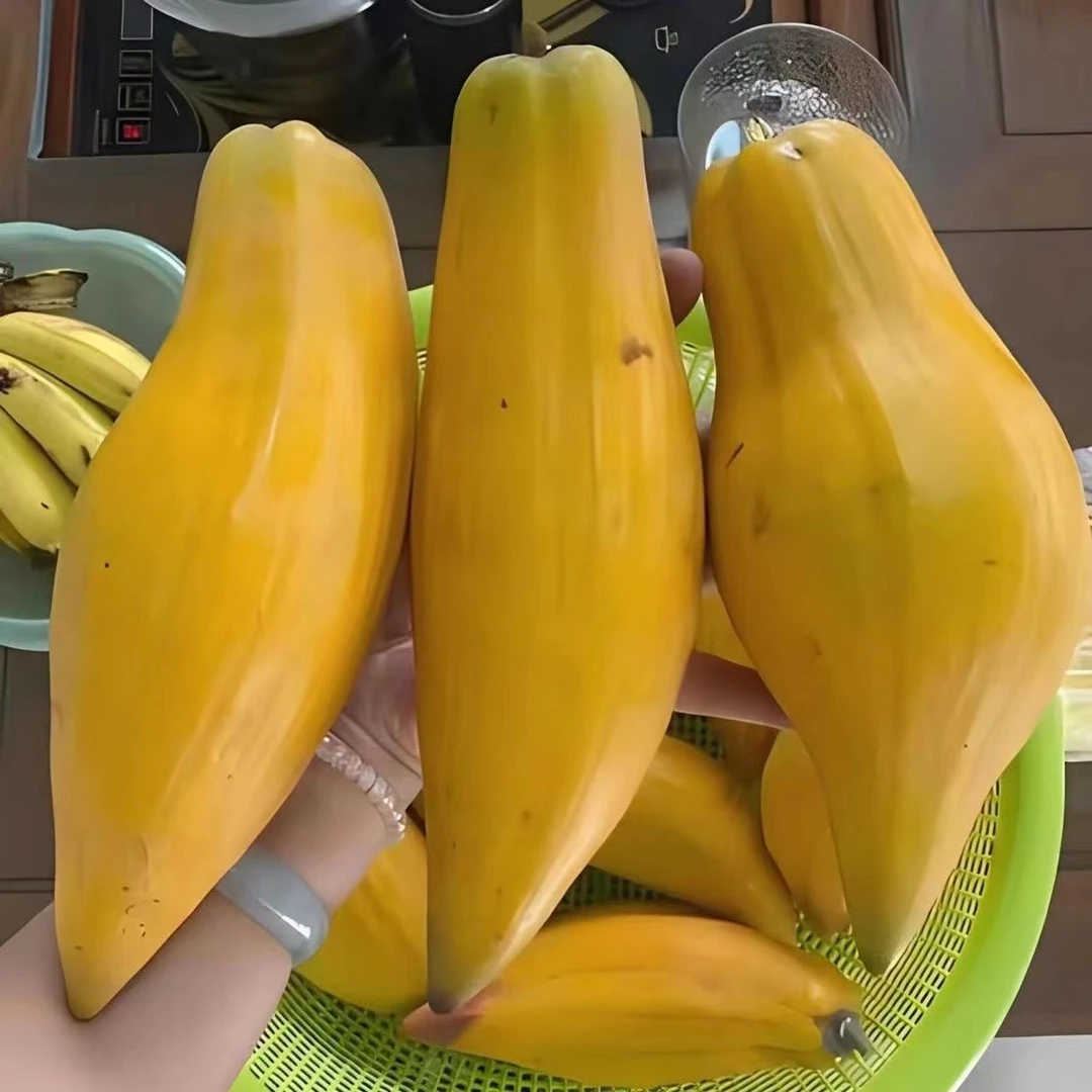 大果耀堂仙桃嫁接树苗鸡蛋果苗四季品种水果庭院天台盆栽和地栽