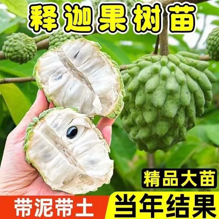 唯源众台湾凤梨释迦苗高产嫁接矮化南北方盆地栽四季庭院种植