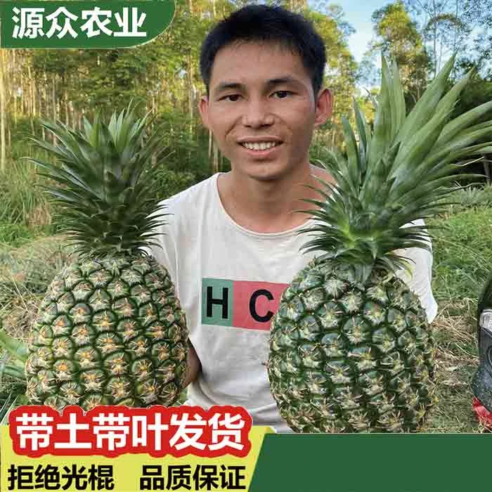 凤梨苗大果西瓜凤梨 大果金钻凤梨 芒果凤梨抗寒耐热适合盆栽地栽