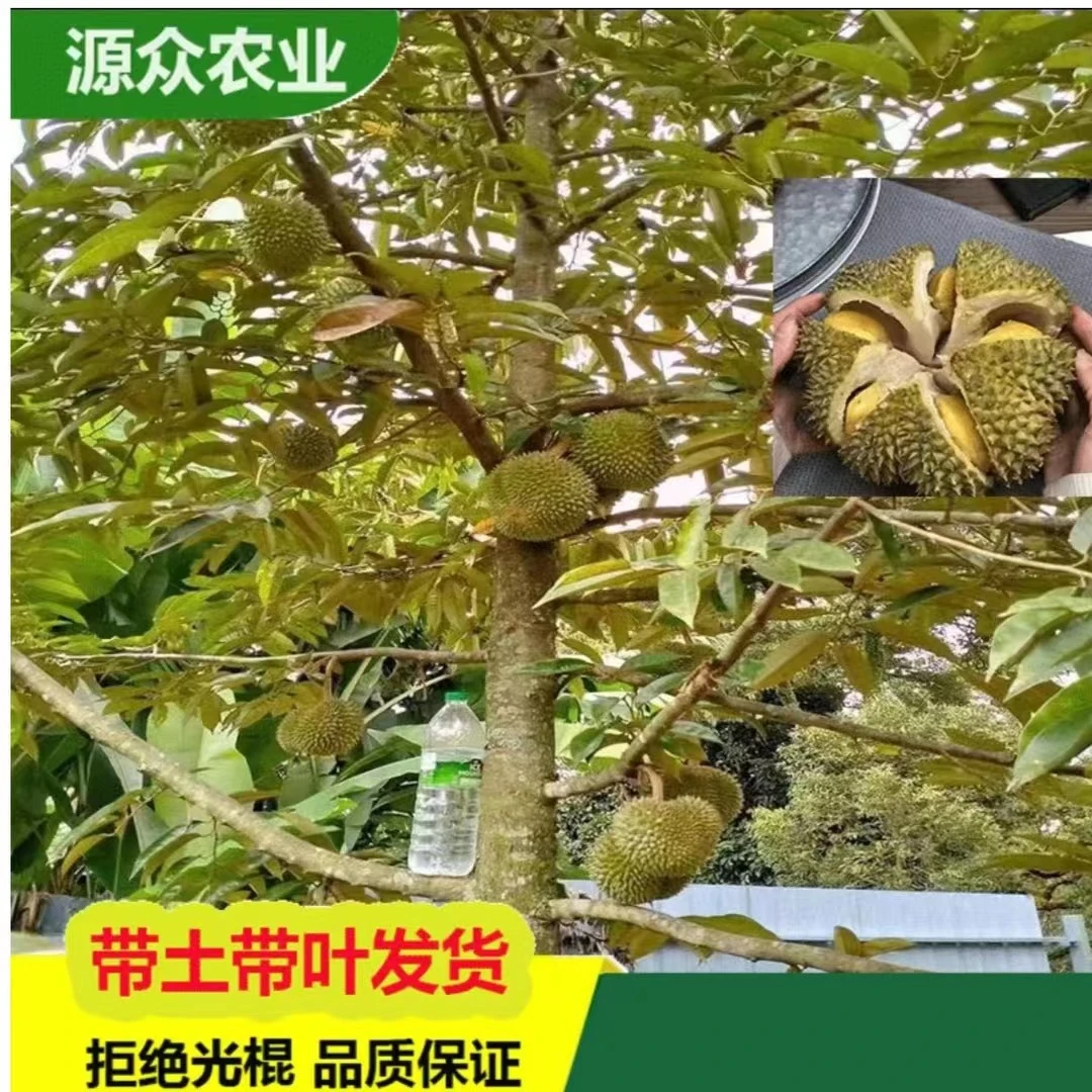 正宗榴莲树苗猫山王榴莲金枕榴莲黑刺榴莲高产适合嫁接树苗