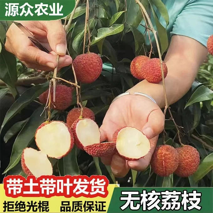 唯源众正宗荔枝树苗无核妃子笑嫁接矮化南北方耐寒当年结果