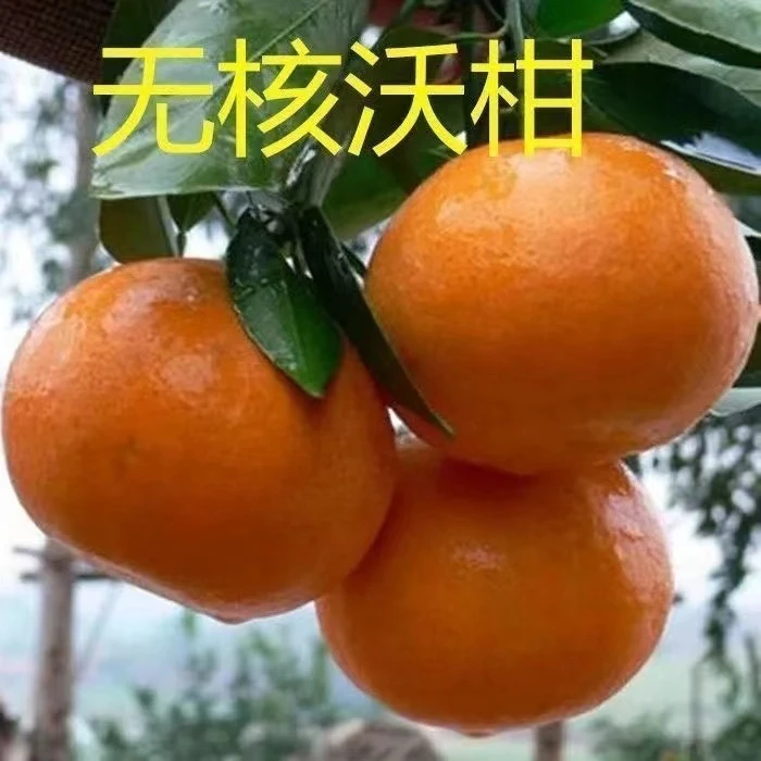 沃柑树苗正品嫁接新品种无核沃柑抗寒耐热南北方阳台庭院盆栽地栽