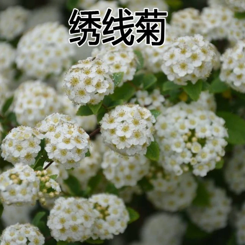 优质林木种子 绣线菊种子又名珍珠梅种子、马尿骚