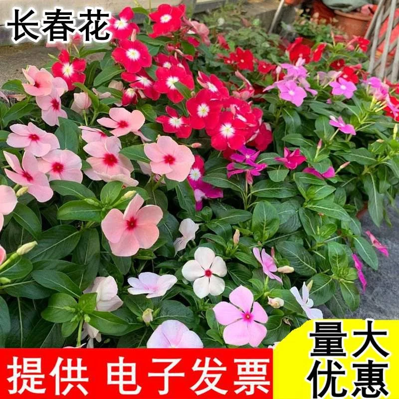 长春花种子日日春四季播种开花易活庭院盆栽花卉室内外五瓣梅种籽