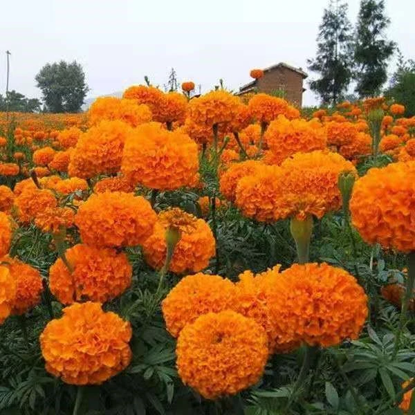 万寿菊种子驱蚊臭芙蓉耐寒四季播种草花阳台盆栽工程绿化花籽花海