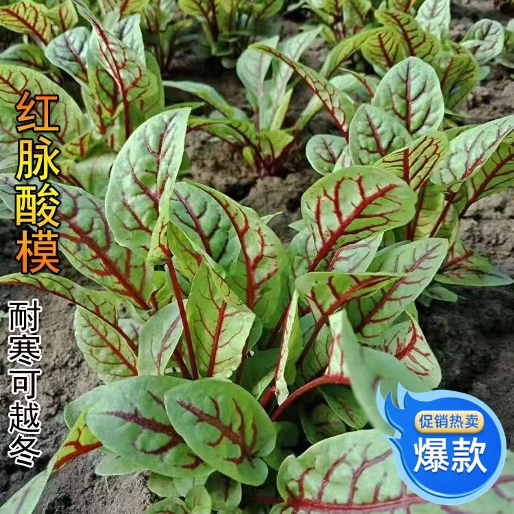 新款红脉酸模叶种籽摆盘沙拉点缀红柄香草春夏秋冬四季栽蔬菜种子