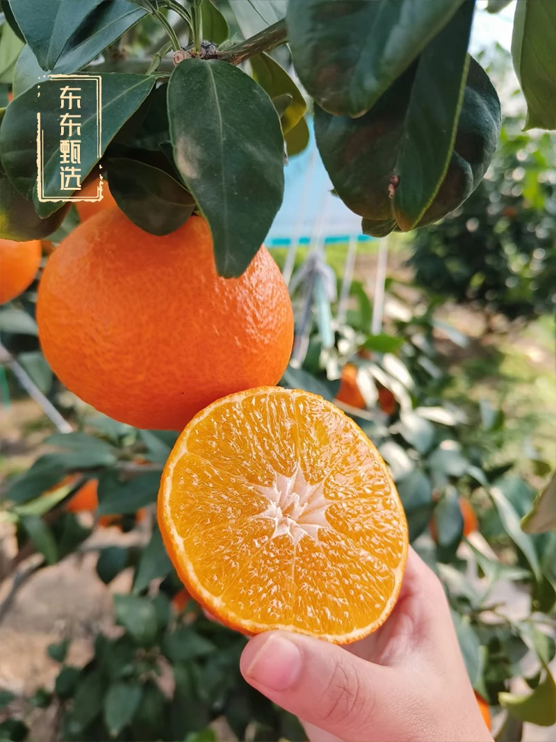 正宗象山红美人柑橘爱媛28号果冻橙新鲜采摘