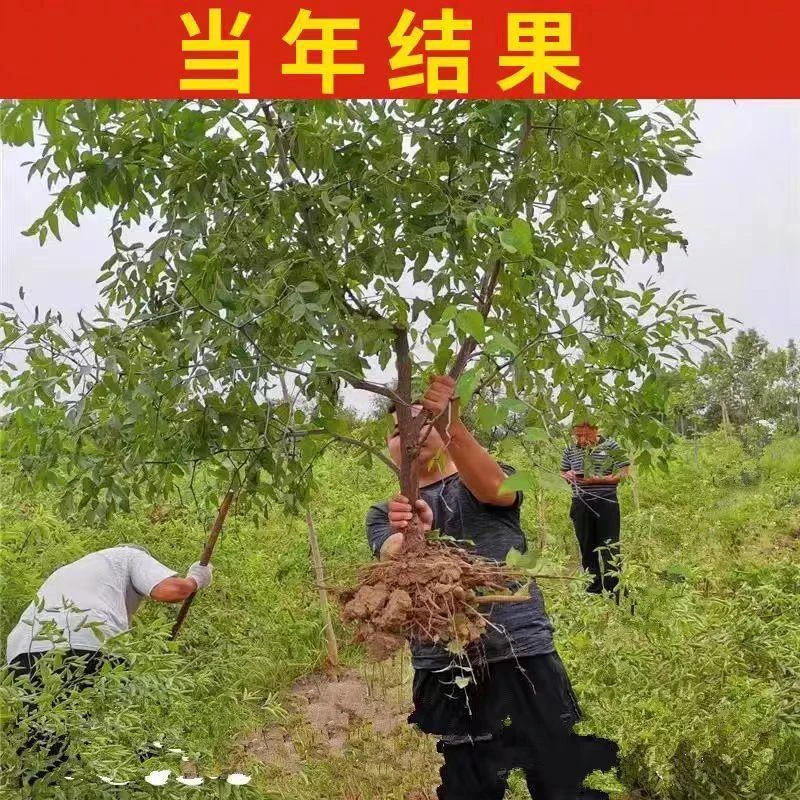 台湾脆甜大青枣嫁接牛奶枣树苗高产苹果枣苗南方盆栽地栽当年结果