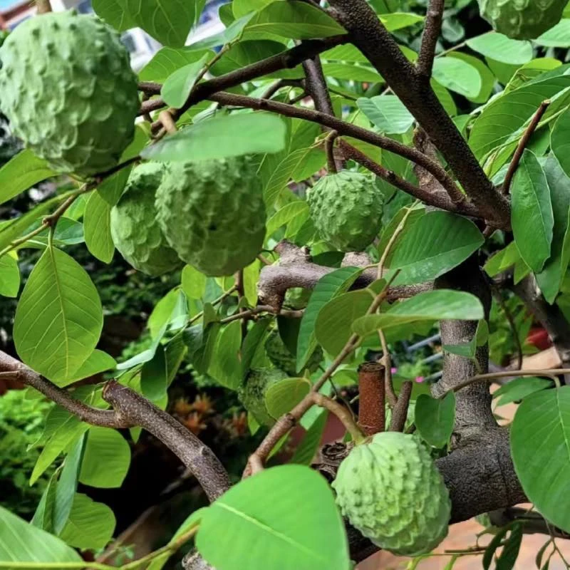 台湾凤梨释迦果苗树特大嫁接牛奶释迦番荔枝释迦林檎南方果苗果树