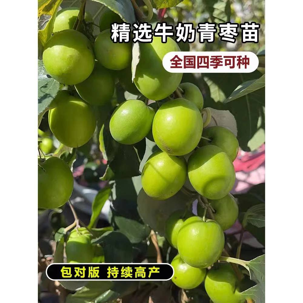 大青枣苗台湾大青枣苗树苗牛奶枣蜜丝枣嫁接苗甜脆枣子苗当年结果