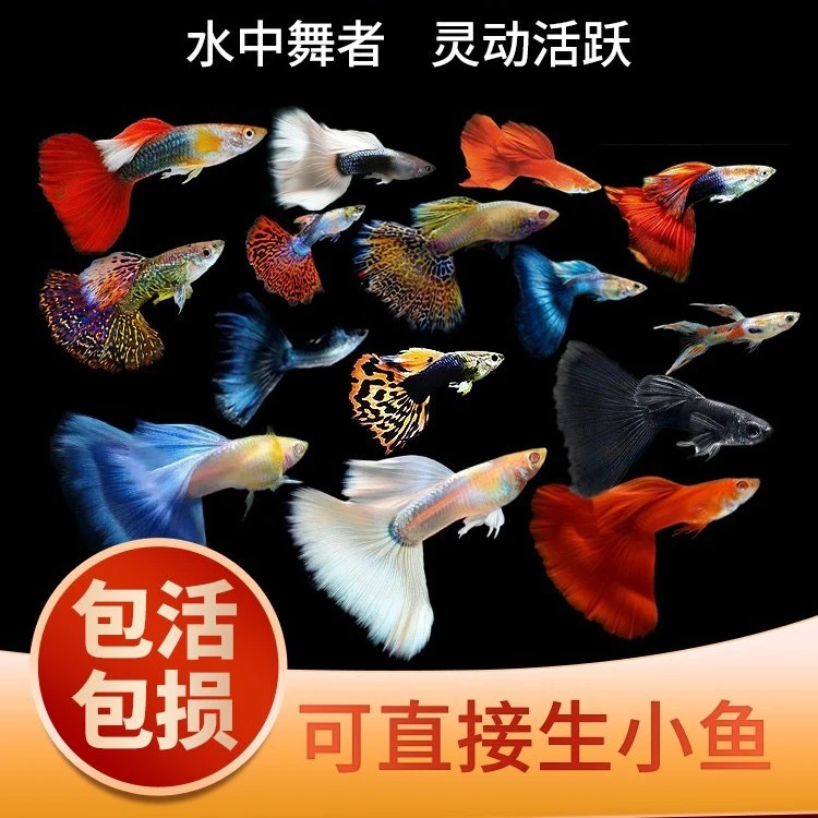 孔雀鱼鱼苗观赏鱼活体金鱼热带小型淡水冷水好养耐活小鱼
