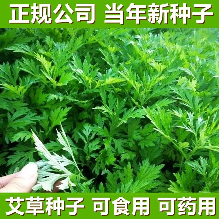 （当季新种）艾草种子食用药用驱蚊草艾叶种籽野生大小叶艾蒿青蒿