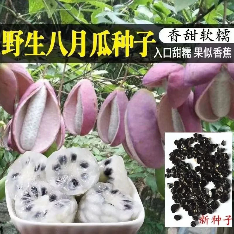 (当季新种)八月瓜种子四季种植庭院种植无籽八月瓜种八月炸种籽