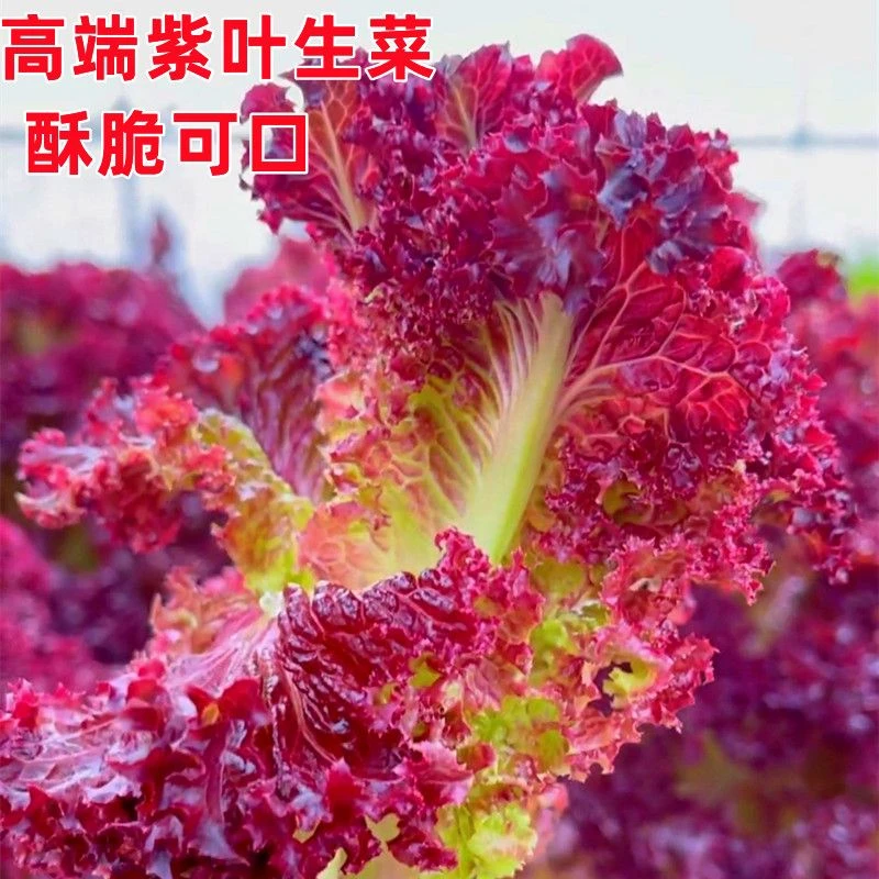 （当季新种）紫叶生菜种子有机菜种子四季种植耐寒热庭院蔬菜种子