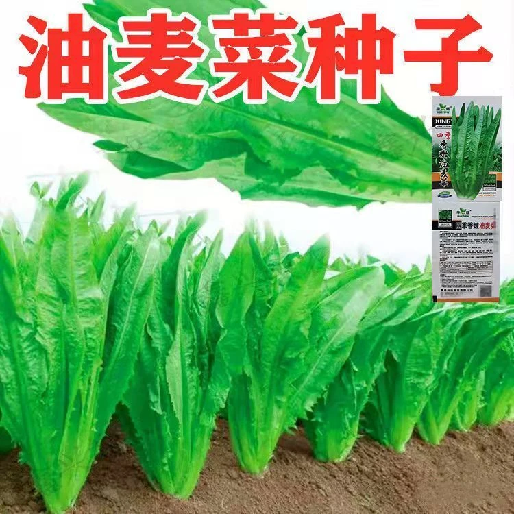 当季新种）油麦菜种子春秋四季播种青菜阳台盆栽田园高产蔬菜种子