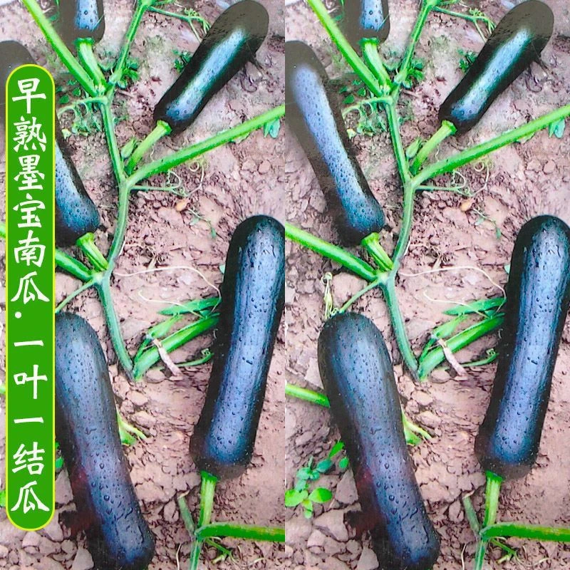 (当季新种)叶早熟南瓜种子长条黑南瓜种籽老品种春季四季播蔬菜种