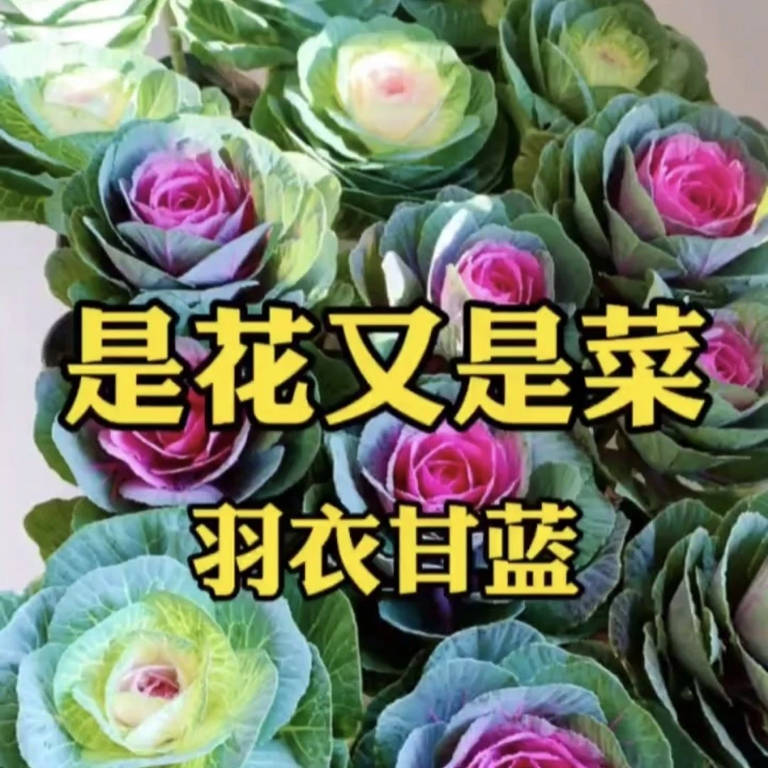 特色羽衣甘蓝种子 观赏食用绿化盆栽甘蓝种籽阳台春秋蔬菜种孑苗