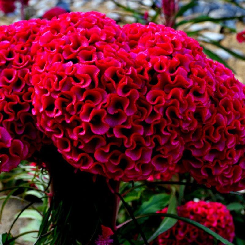 巨型鸡冠花种子球状鸡髻花室外大花易种春季花园景观阳台盆栽花籽