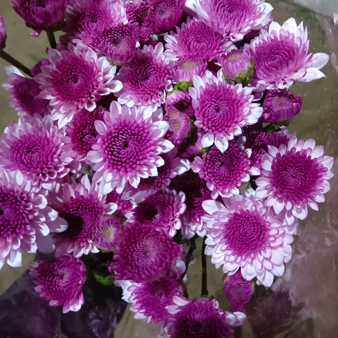 小彩菊鲜切花凌源原产地鲜花顺丰发货