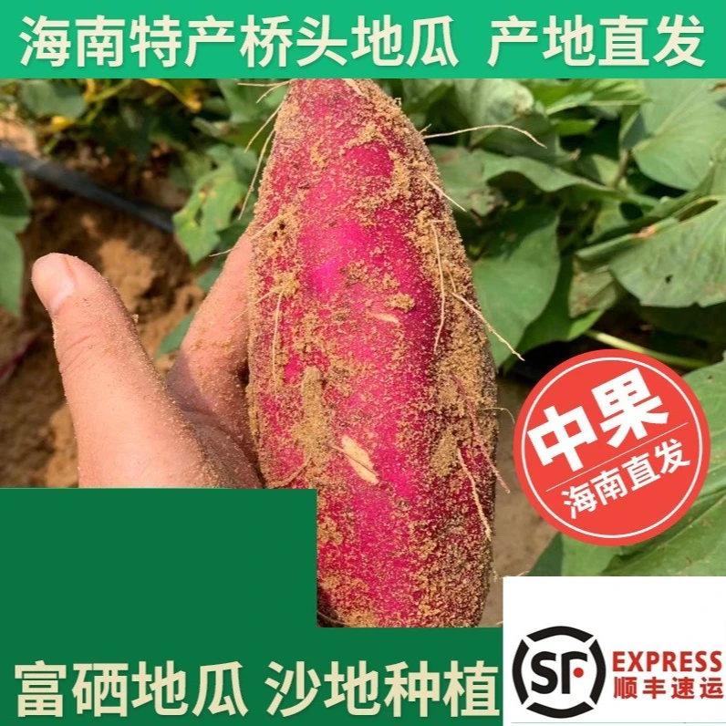 海南桥头地瓜 正宗澄迈富硒番薯板栗红薯 新鲜桥沙地瓜 粉糯 香甜