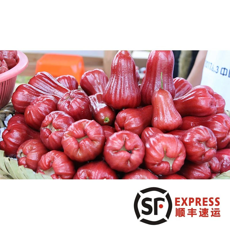 顺丰包邮 海南三亚黑金刚莲雾 现摘树上熟新鲜水果精品果3斤--8斤