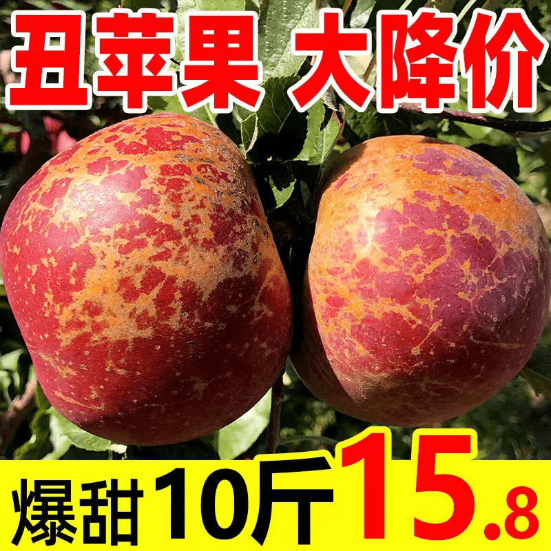 【小徐】现摘云南昭通野生冰糖心丑苹果树尖稀有大苹果超大特大果