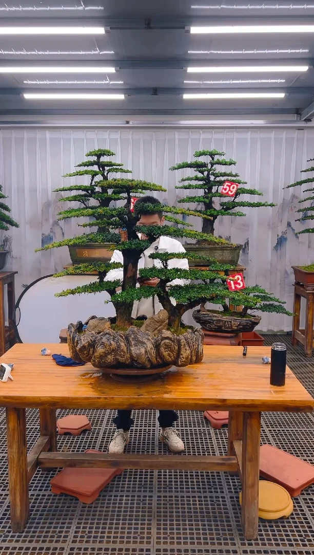 【闪购商品】紫砂精品盆景直播间一物一拍