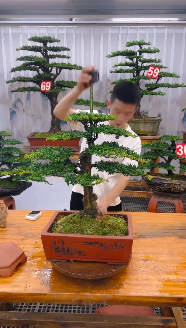 【闪购商品】紫砂精品盆景直播间一物一拍