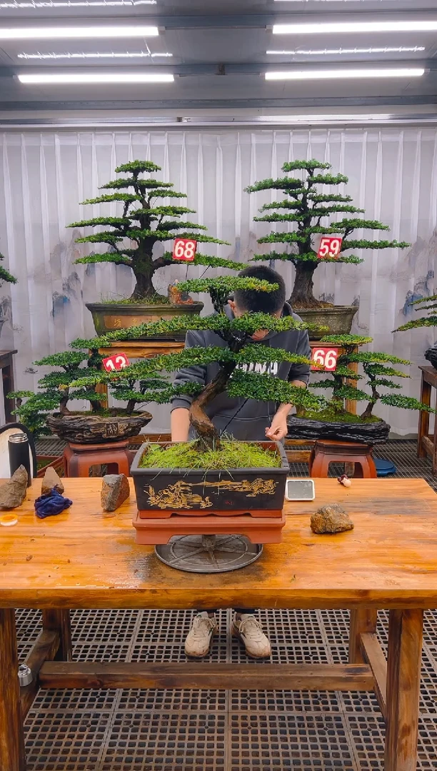 【闪购商品】紫砂精品盆景直播间一物一拍