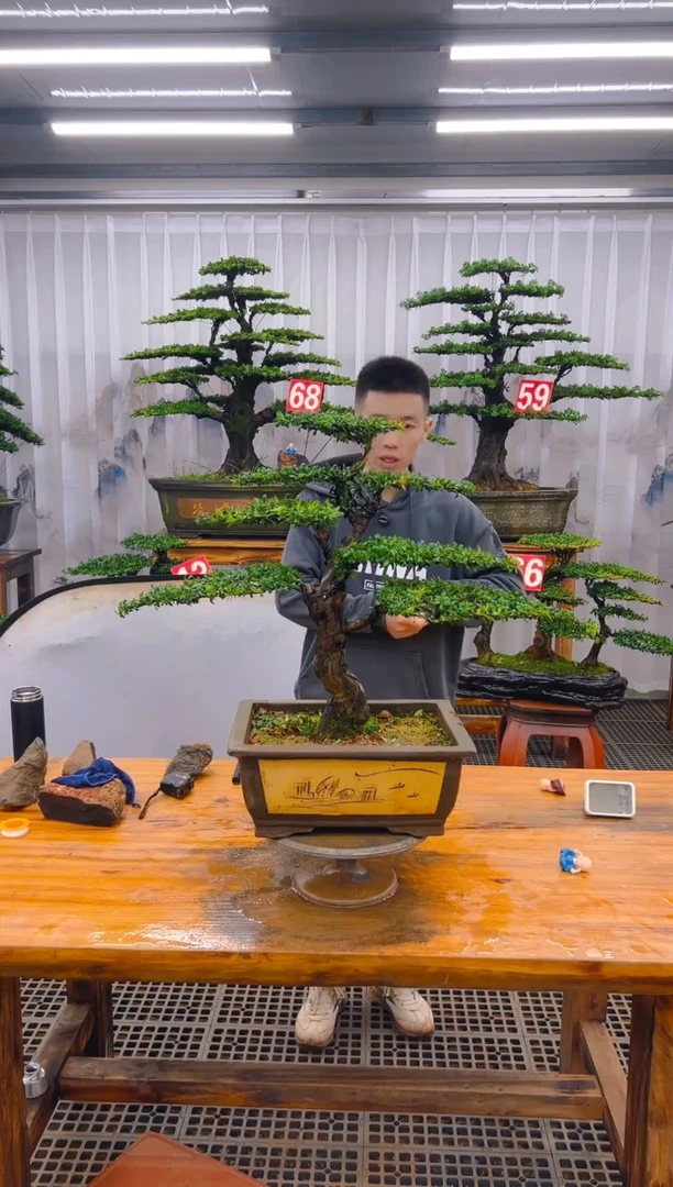 【闪购商品】紫砂精品盆景直播间一物一拍