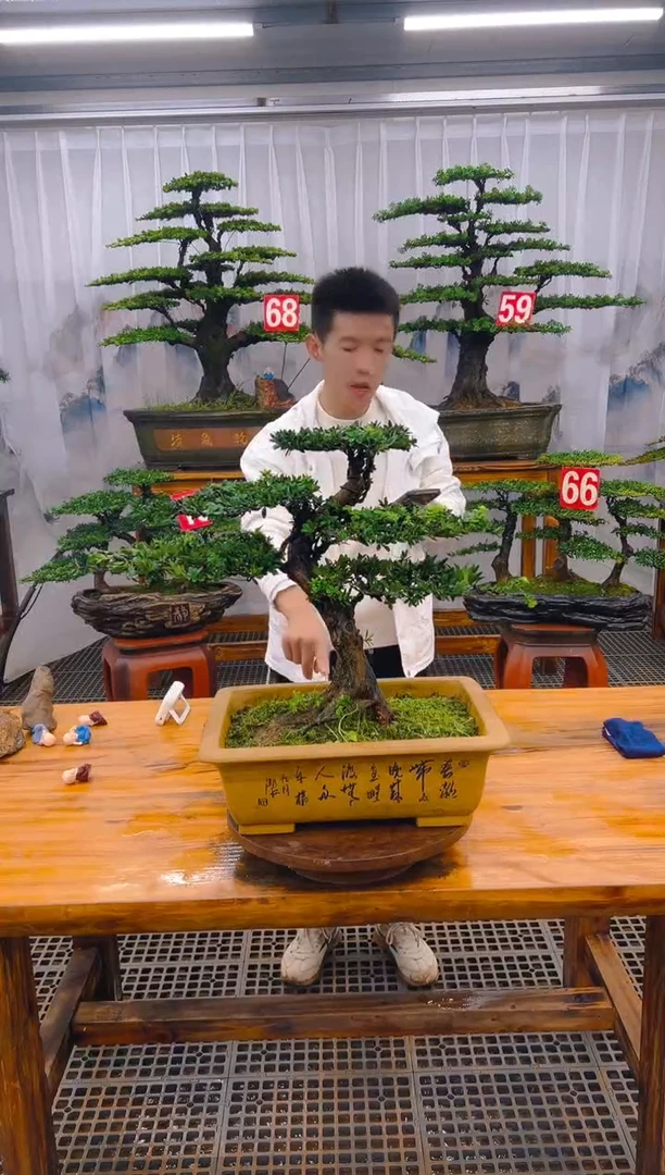 【闪购商品】紫砂精品盆景直播间一物一拍