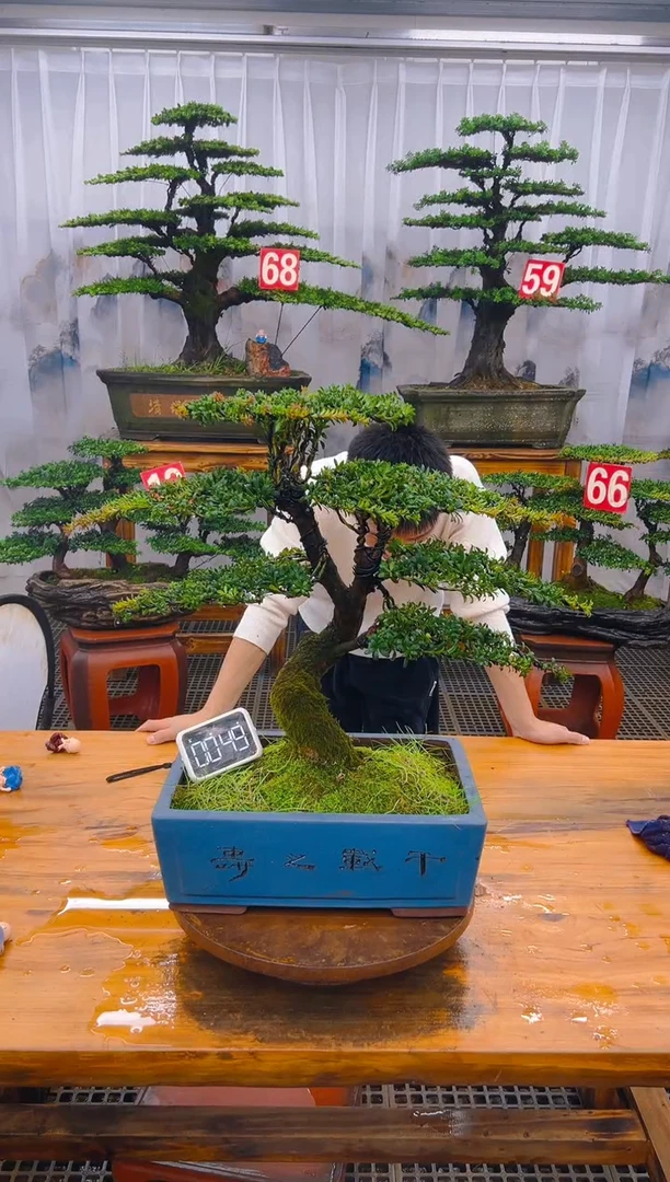 【闪购商品】紫砂精品盆景直播间一物一拍