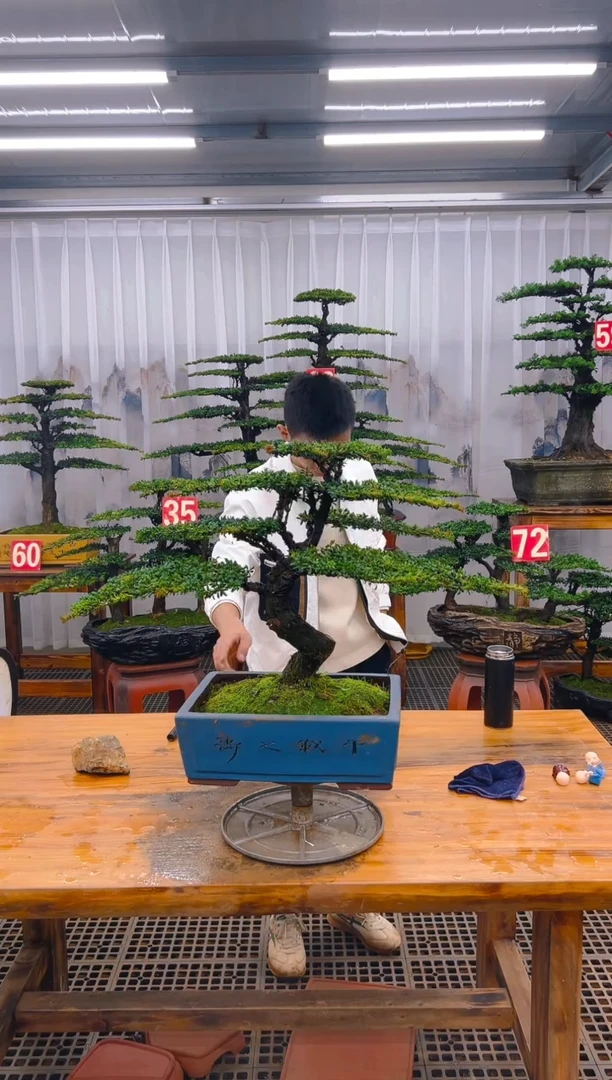 【闪购商品】紫砂精品盆景直播间一物一拍