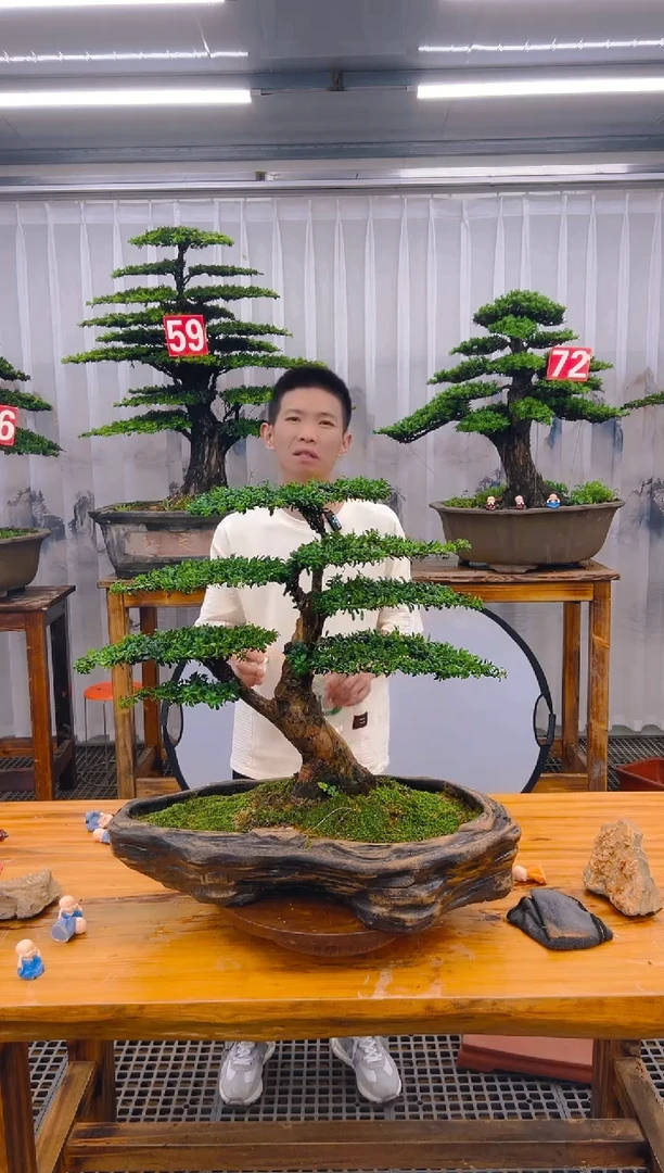 【闪购商品】紫砂精品盆景直播间一物一拍