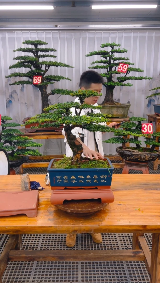 【闪购商品】紫砂精品盆景直播间一物一拍