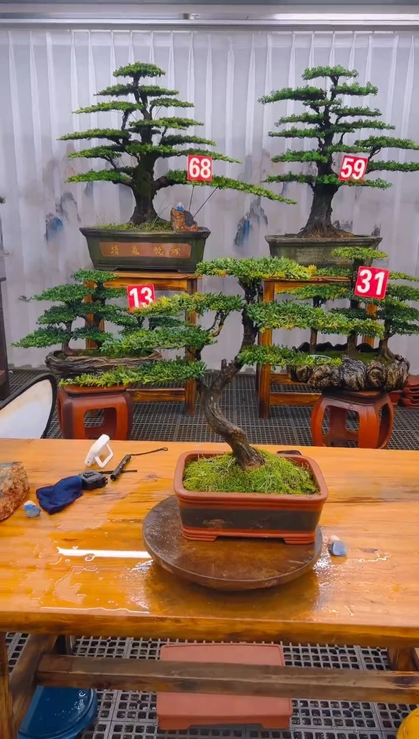【闪购商品】紫砂精品盆景直播间一物一拍