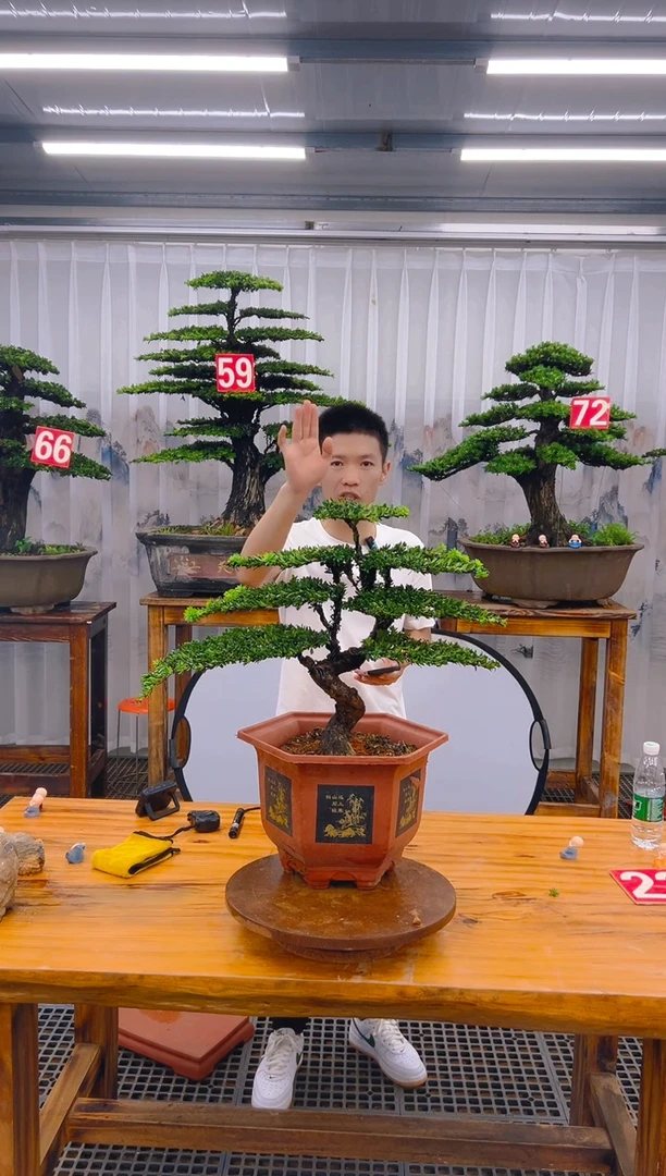 【闪购商品】紫砂精品盆景直播间一物一拍