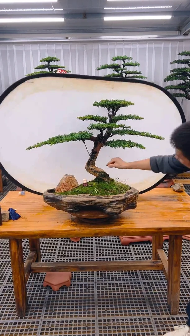 【闪购商品】紫砂精品盆景直播间一物一拍