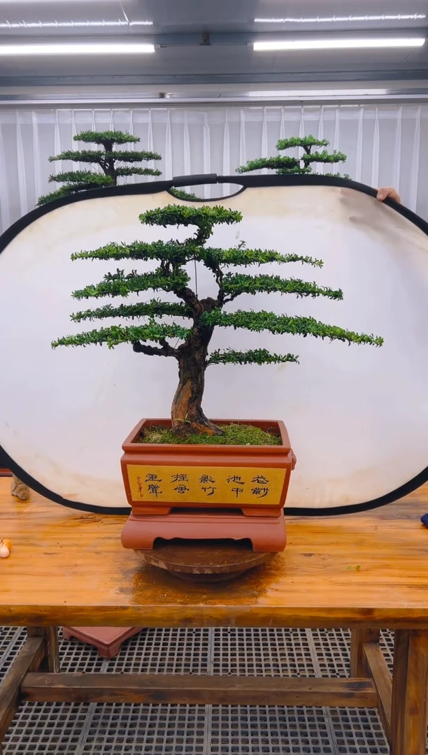 【闪购商品】紫砂精品盆景直播间一物一拍