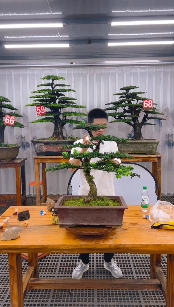 【闪购商品】紫砂精品盆景直播间一物一拍