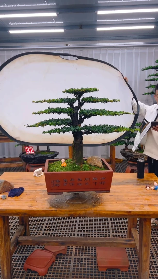 【闪购商品】紫砂精品盆景直播间一物一拍